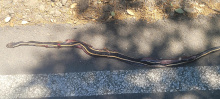 Alameda whipsnake