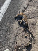 Dead bobcat found by side of Montezuma grade by Culp Valley, Anza-Borrego Desert State Park