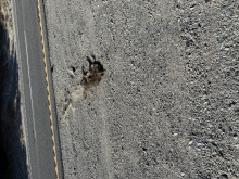 Dead coyote in median