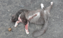 by Michael I Christie