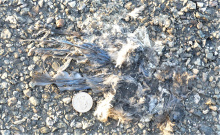 by Michael I Christie