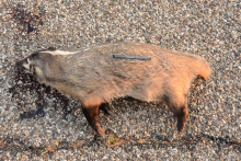 by Michael I Christie