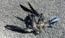 by Michael I Christie