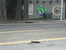 western Gray Squirrel