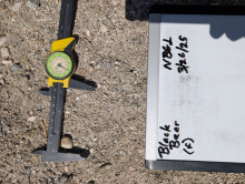 Last obs, surprised to find bear but not unexpected due to proximity of mountains just north. 69F, clear, wind 10-15 G 20. Area has a high bobcat use zone situated in the middle of NBG1. Coyote very prevalent throughout and abundant prey species, all despite cattle use of the area.